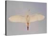 Cattle egret-Arthur Morris-Stretched Canvas