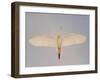 Cattle egret-Arthur Morris-Framed Premium Photographic Print