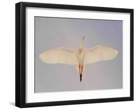 Cattle egret-Arthur Morris-Framed Premium Photographic Print