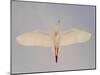 Cattle egret-Arthur Morris-Mounted Premium Photographic Print