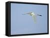 Cattle Egret-Gary Carter-Framed Stretched Canvas