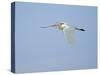 Cattle Egret-Gary Carter-Stretched Canvas