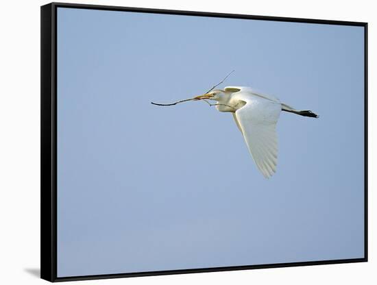 Cattle Egret-Gary Carter-Framed Stretched Canvas