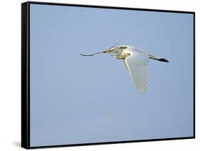 Cattle Egret-Gary Carter-Framed Stretched Canvas