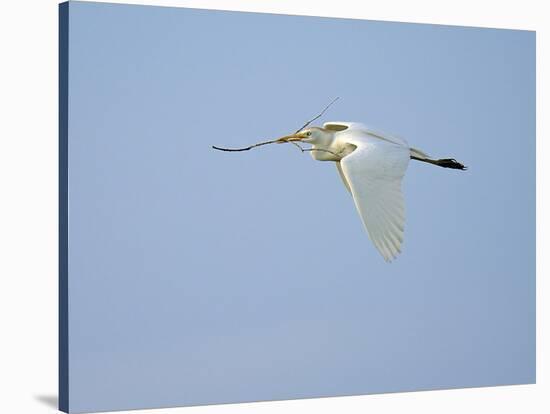 Cattle Egret-Gary Carter-Stretched Canvas