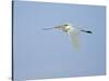 Cattle Egret-Gary Carter-Stretched Canvas