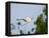 Cattle Egret-Gary Carter-Framed Stretched Canvas