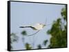 Cattle Egret-Gary Carter-Framed Stretched Canvas