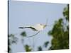 Cattle Egret-Gary Carter-Stretched Canvas