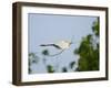 Cattle Egret-Gary Carter-Framed Premium Photographic Print