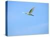 Cattle Egret-Gary Carter-Stretched Canvas