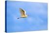 Cattle Egret-Gary Carter-Stretched Canvas