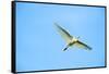 Cattle Egret-Gary Carter-Framed Stretched Canvas