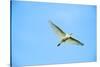 Cattle Egret-Gary Carter-Stretched Canvas