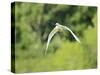 Cattle Egret-Gary Carter-Stretched Canvas