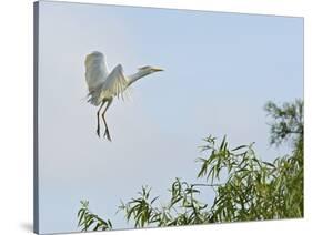 Cattle Egret-Gary Carter-Stretched Canvas