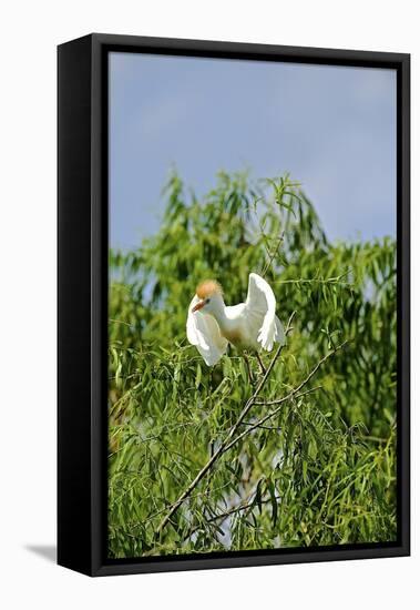 Cattle Egret-Gary Carter-Framed Stretched Canvas