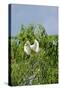 Cattle Egret-Gary Carter-Stretched Canvas