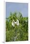 Cattle Egret-Gary Carter-Framed Premium Photographic Print