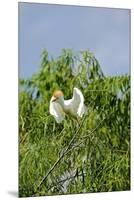 Cattle Egret-Gary Carter-Mounted Premium Photographic Print