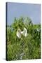 Cattle Egret-Gary Carter-Stretched Canvas