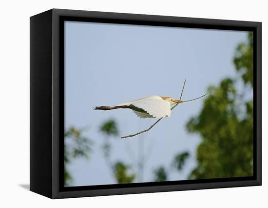 Cattle Egret-Gary Carter-Framed Stretched Canvas