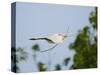 Cattle Egret-Gary Carter-Stretched Canvas