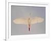 Cattle egret-Arthur Morris-Framed Photographic Print