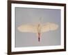 Cattle egret-Arthur Morris-Framed Photographic Print