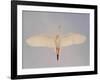 Cattle egret-Arthur Morris-Framed Photographic Print