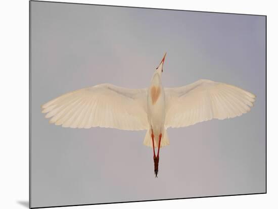 Cattle egret-Arthur Morris-Mounted Photographic Print