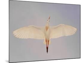 Cattle egret-Arthur Morris-Mounted Photographic Print