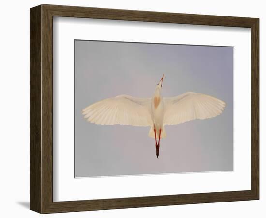 Cattle egret-Arthur Morris-Framed Photographic Print