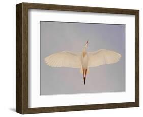 Cattle egret-Arthur Morris-Framed Photographic Print