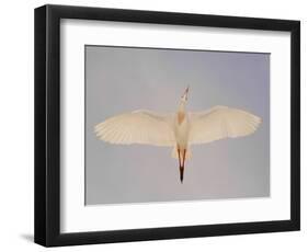 Cattle egret-Arthur Morris-Framed Photographic Print