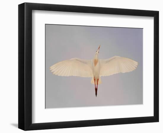 Cattle egret-Arthur Morris-Framed Photographic Print