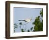 Cattle Egret-Gary Carter-Framed Photographic Print