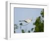 Cattle Egret-Gary Carter-Framed Photographic Print