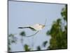 Cattle Egret-Gary Carter-Mounted Photographic Print