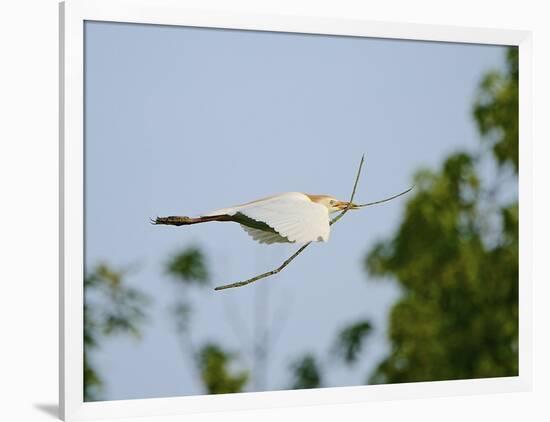 Cattle Egret-Gary Carter-Framed Photographic Print