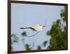 Cattle Egret-Gary Carter-Framed Photographic Print