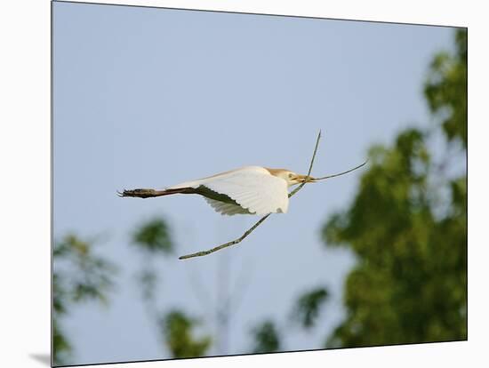 Cattle Egret-Gary Carter-Mounted Photographic Print