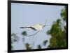 Cattle Egret-Gary Carter-Framed Photographic Print