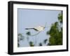 Cattle Egret-Gary Carter-Framed Photographic Print