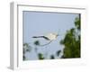 Cattle Egret-Gary Carter-Framed Photographic Print