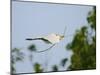 Cattle Egret-Gary Carter-Mounted Photographic Print