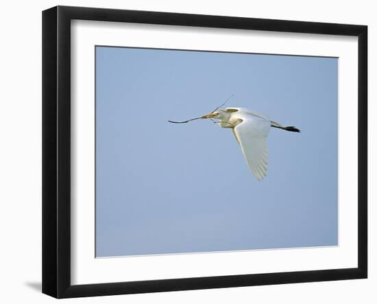 Cattle Egret-Gary Carter-Framed Photographic Print