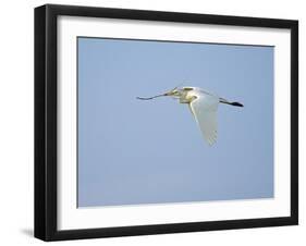 Cattle Egret-Gary Carter-Framed Photographic Print