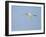 Cattle Egret-Gary Carter-Framed Photographic Print