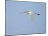 Cattle Egret-Gary Carter-Mounted Photographic Print